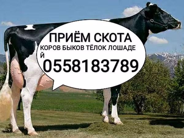 گاوهای هولشتاین