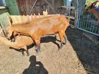 Cabro, Cabras — foto 1