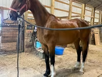 Kobyła, Dutch warmblood horse — zdjęcie 4