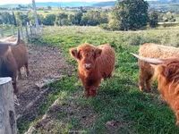 Cow, Highland — photo 2