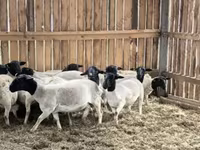 Koç, Precoce sheep — foto 8