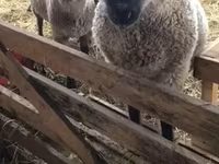 Koyun, Blackheaded Persian sheep — foto 1