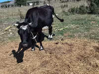 母牛, Cattle — 照片 4