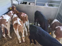 Bull, Cattle — photo 6
