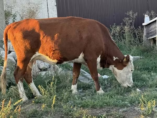 Cow, White-headed Ukrainian
