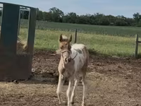 Кобыла, Лошади пинто — фото 8