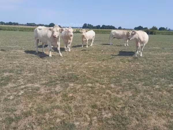İnek, Charolais cattle