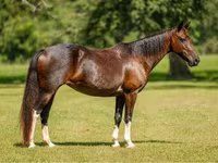 Kobyła, American paint horse — zdjęcie 1