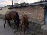 Kısrak, Thoroughbred horse — foto 4