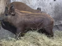 Boar, Мангалица — photo 3