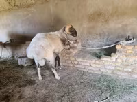 Widder, Rhon sheep — Foto 3