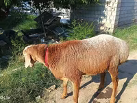 Ram, Agin sheep — photo 2