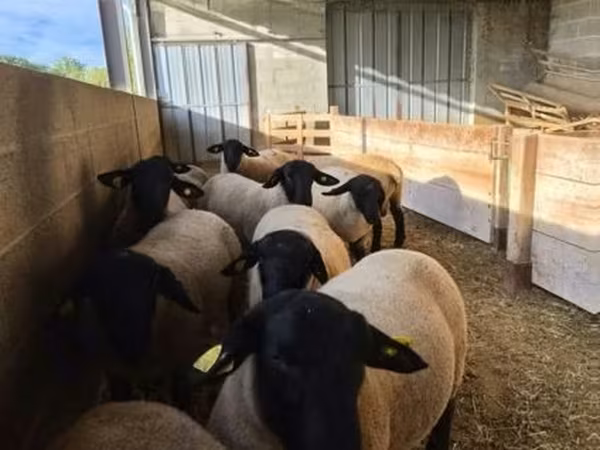 Widder, White Suffolk sheep