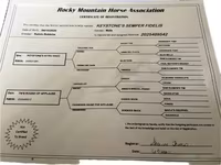 Aygır, Rocky Mountain Horse — foto 3