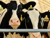 母牛, Holstein breed — 照片 8