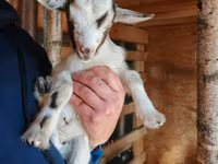 Ziege, Australian Miniature goats — Foto 1