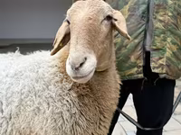 Koyun, Awassi sheep — foto 8