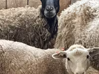 Widder, Katum sheep — Foto 8