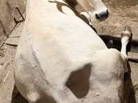 بقرة, Ukrainian Brown Dairy Cattle — الصورة 1