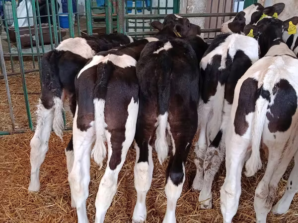 Bulle, Holstein-Rasse