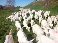 Ziege, Saanen goat — Foto 2