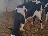 İnek, Holstein ırkı — foto 1