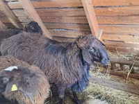 Widder, Edilbay sheep — Foto 1