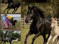 母马, Rocky Mountain Horse — 照片 1