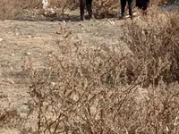 Boğa, Sığır — foto 5