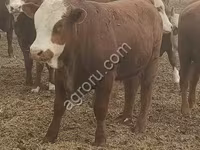 Bull, Kalmyk breed — photo 2