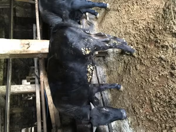 Bulle, Simmental cattle