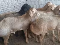 Widder, Edilbay sheep — Foto 1