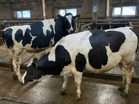 İnek, Holstein ırkı — foto 1
