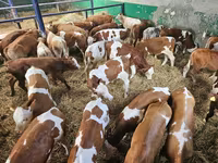 Bulle, Simmental cattle — Foto 2