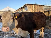 Bulle, Holstein-Rasse — Foto 6