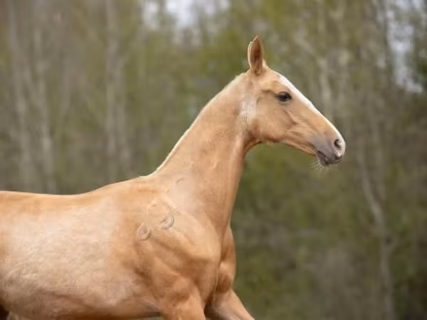 حصان, Akhal-Teke