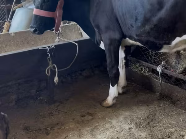 Swiss cattle