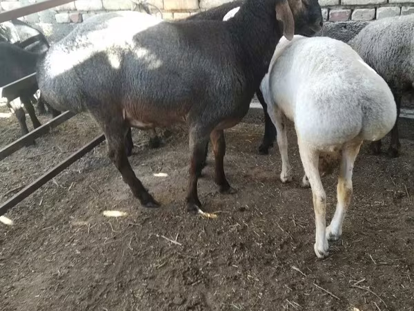 Koç, Koyunlar