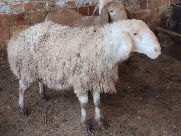 Sheep, West-Siberian mutton sheep