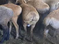 Oveja, Tian-Shan semifinewool sheep — foto 2