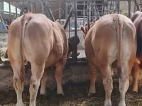 Bulle, Limousin-Kuh — Foto 3