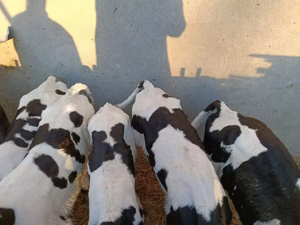 Bulle, Holstein-Rasse — Polen