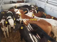 ثور, الماشية — الصورة 3