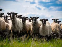 Koç, Romanov sheep — foto 2