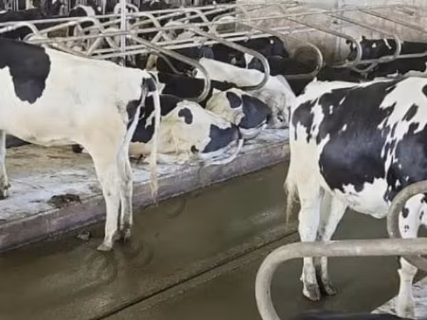 Kuh, Holstein-Rasse