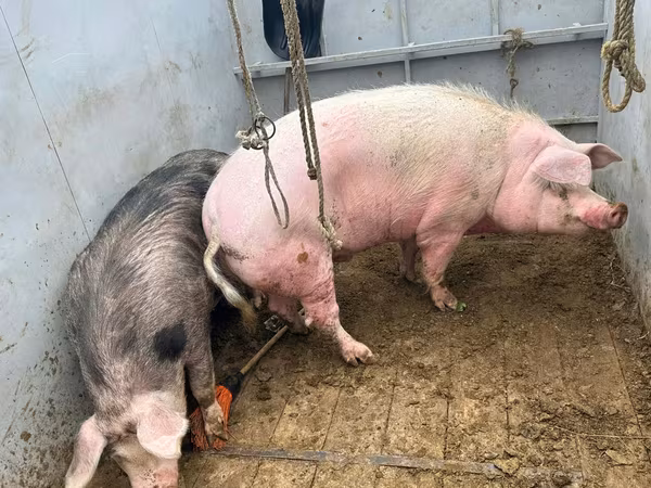 公猪, Pigs