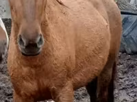Yegua, American shetland pony — foto 6