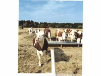 Kuh, Montbéliarde — Foto 2