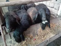 Widder, Rhon sheep — Foto 6