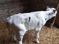 Bulle, Holstein-Rasse — Foto 3